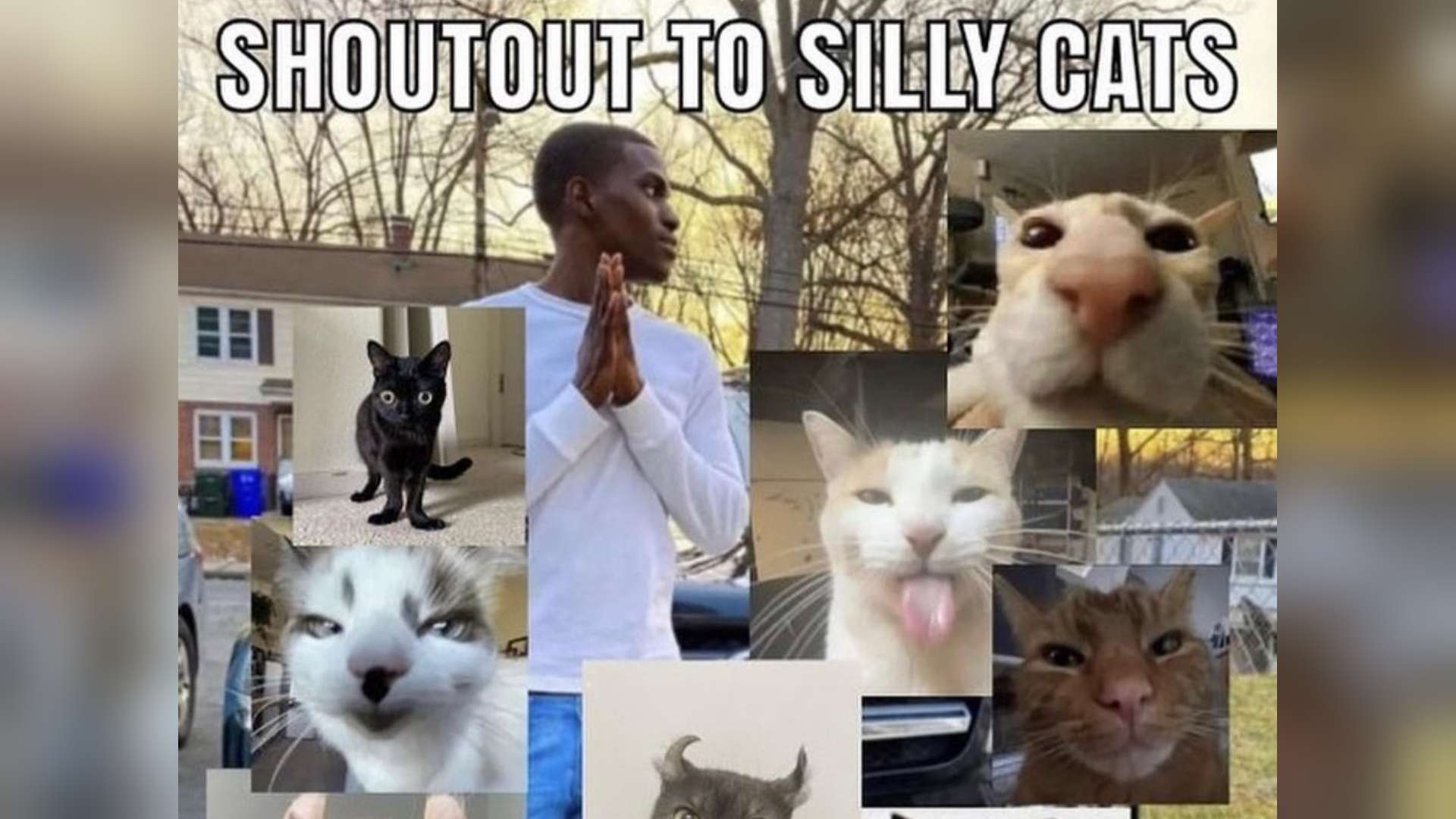 shoutout-to-silly-cats.png